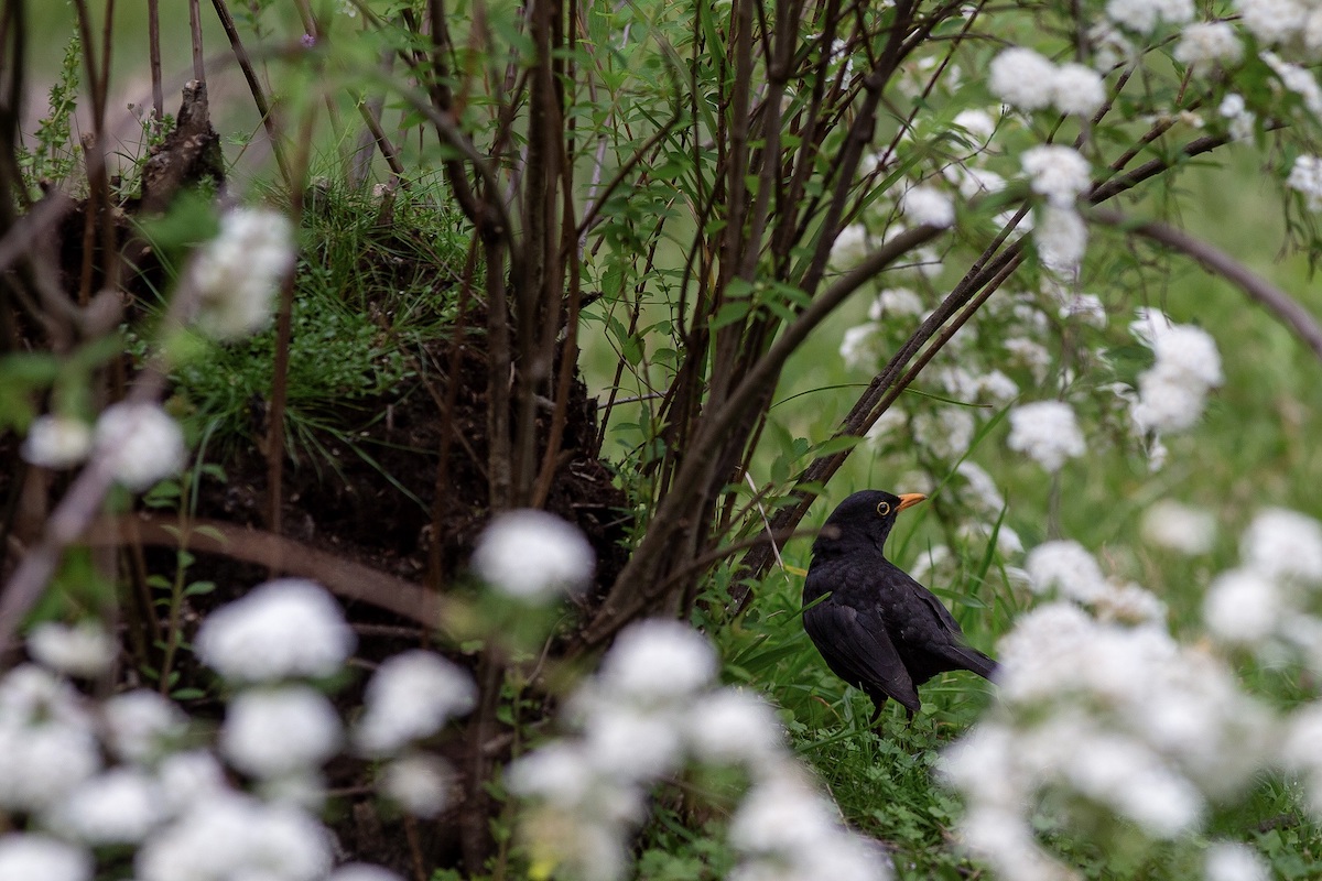 Guimarães divulga Plano de Ação Local para a Biodiversidade até 2030 wilder.pt/historias/guim…