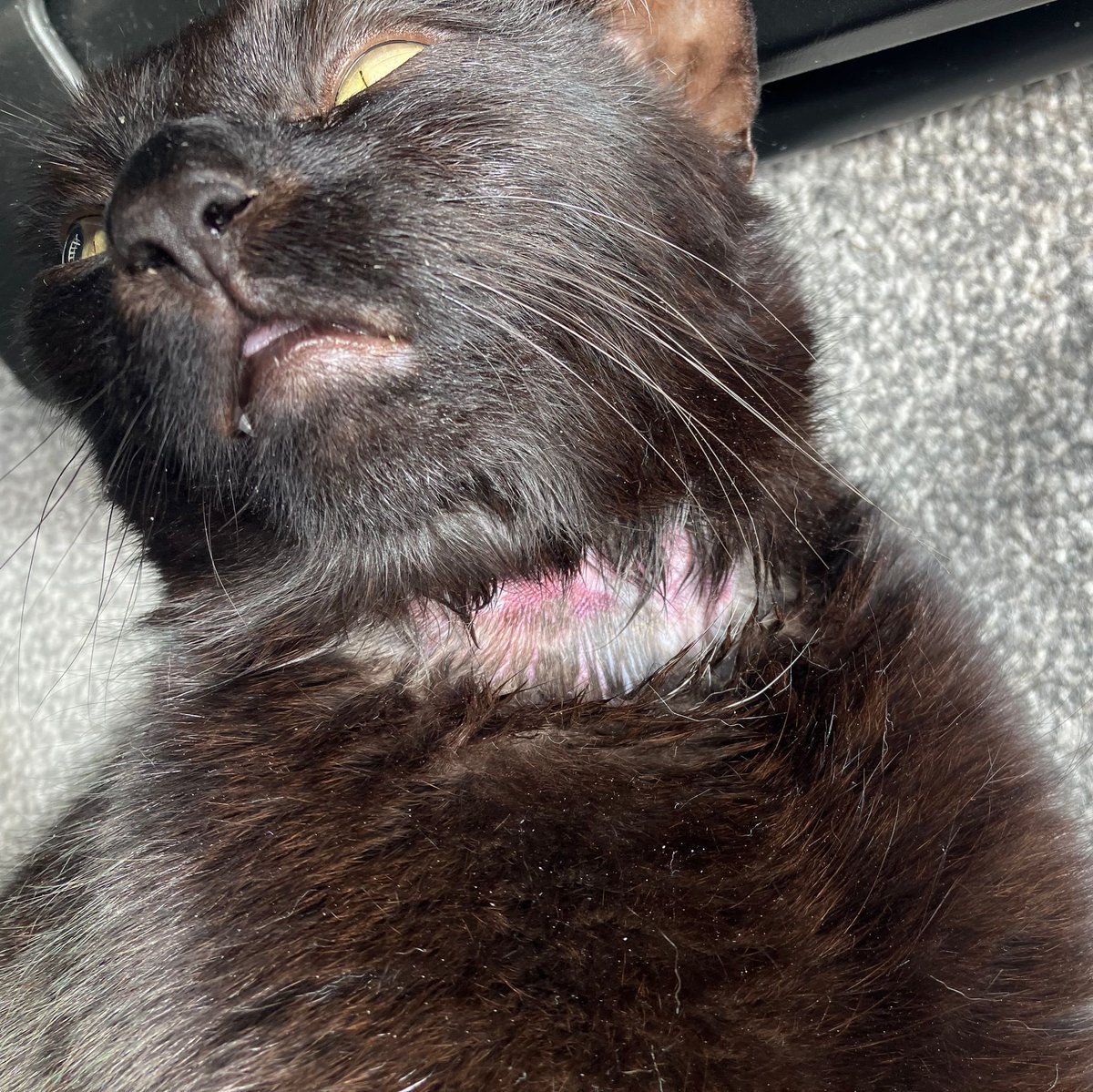 BokkeStratto's tweet photo. @PetsatHome any idea why my cat had to endure this suffering when going in for a routine blood test!? It seems your inept “vets” think that traumatising an animal is more beneficial than actually doing what’s right for them ! @RSPCA_official https://t.co/gge5tV9NlV