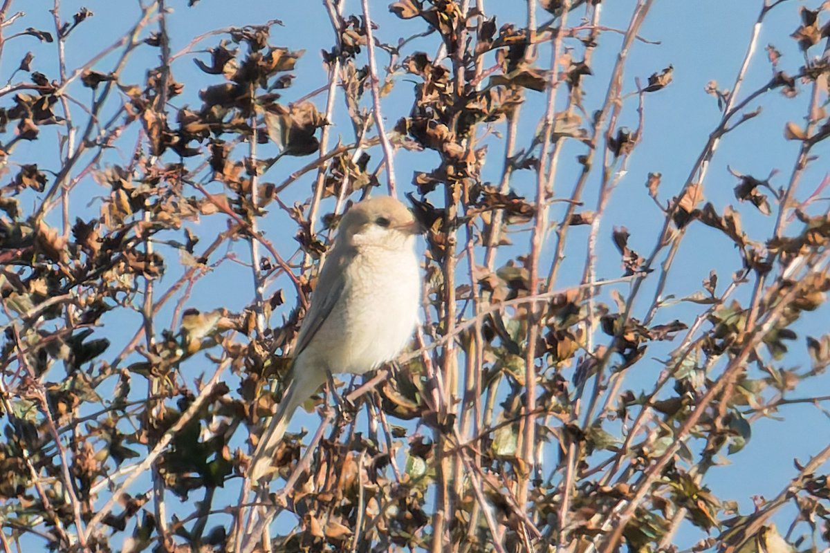 rob_little's tweet photo. New arrivals on Flamborough Headland today included a Rustic Bunting and a presumed Daurian Shrike @Bempton_Cliffs . Always distant and in strong sun, here is a record shot. OBP, GG Shrike, RB Flycatchers two Little Bunts, Icterine all add a touch more quality.  @FlamboroughBird https://t.co/5AGL5Gmm9p