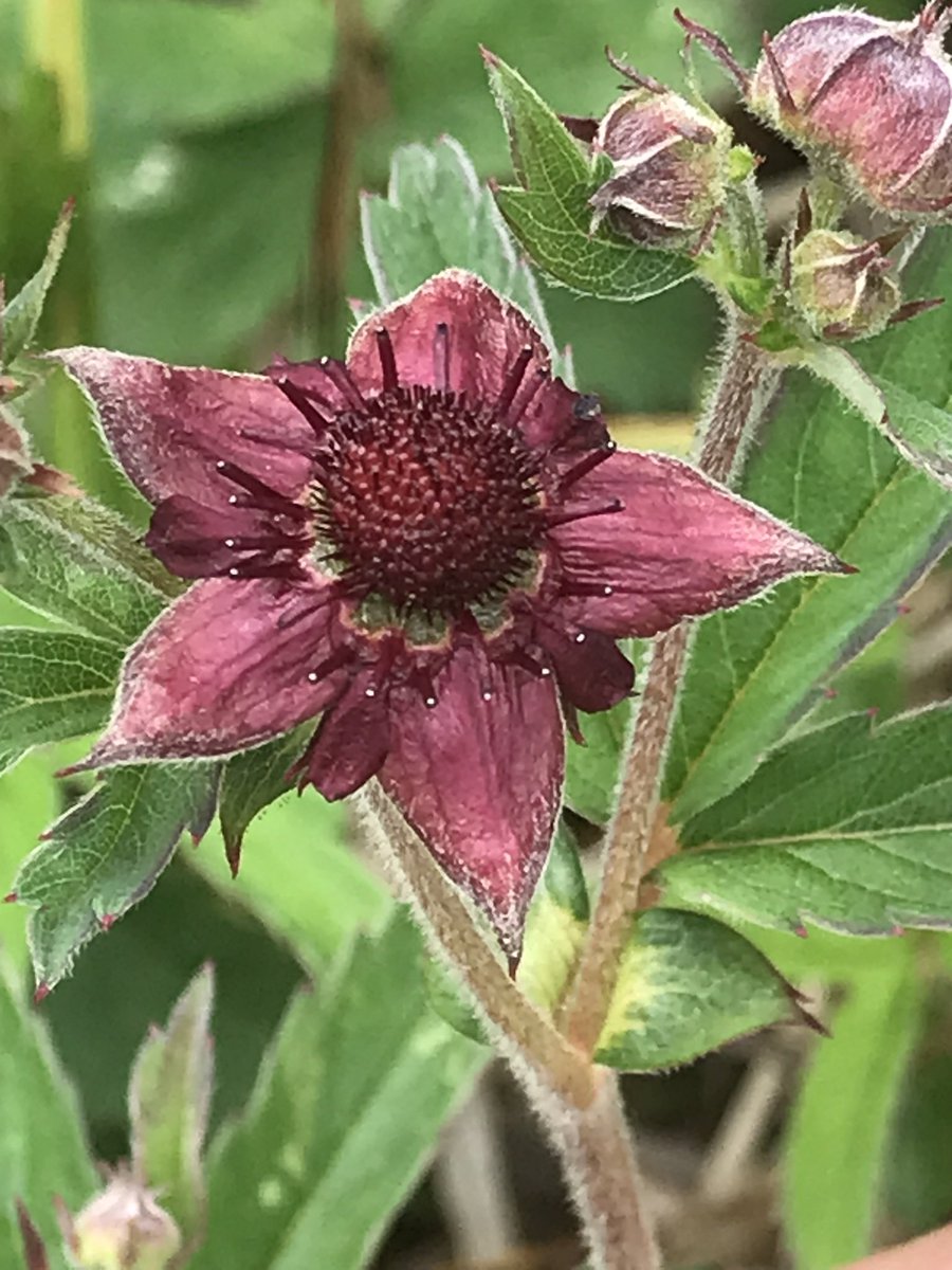 We are digging up Willow/Bramble in an area we call the Sausage Pond or Wigwams in the Long Pits, Dungeness at the moment

A rare plant Marsh Cinquefoil has reappeared here after initial scrub works ten years ago

Why not join volunteers every Thursday at 10am

<a href="/RMCPnews/">Romney Marsh Countryside Partnership</a>