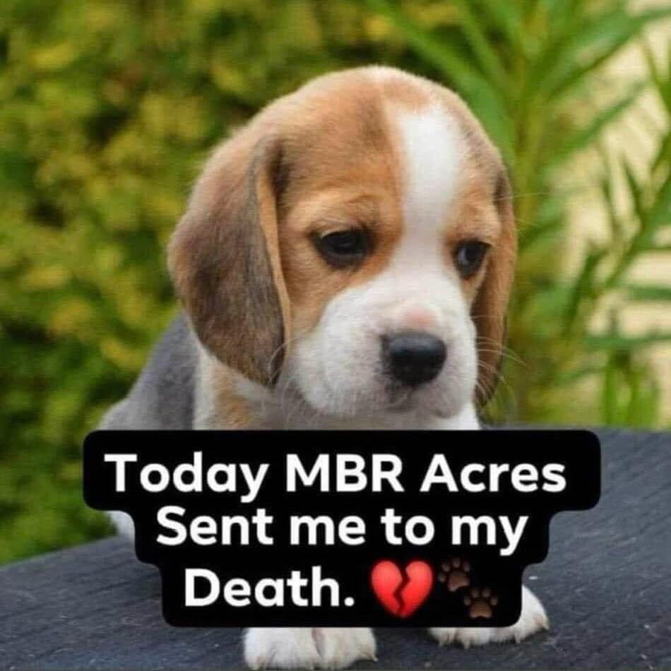 A van load of puppies have just been taken from MBR Acres. That means their last *stock* have been *used up*. Just think what that may entail 🤔😡😡 #AnimalCruelty #closedownMBRAcres #HomeOffice