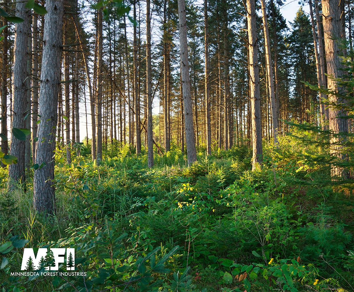 In Minnesota each year, we grow three times as much woods as we harvest.