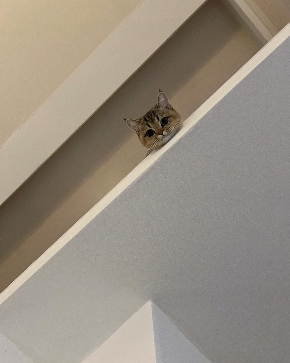 NoCatsNoLife_m's tweet image. 🐱 : hello