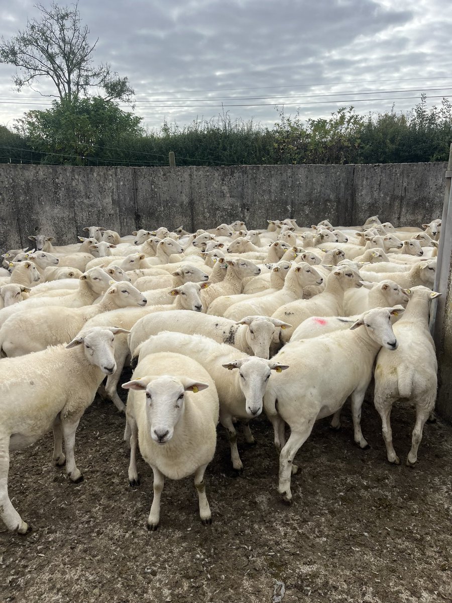 Chapelizodfarm's tweet photo. Today we are taking pre mating weights from our @EasycareSheep sucked hogget ewes for @SheepIreland s evaluations. https://t.co/3BDi7TTOj5
