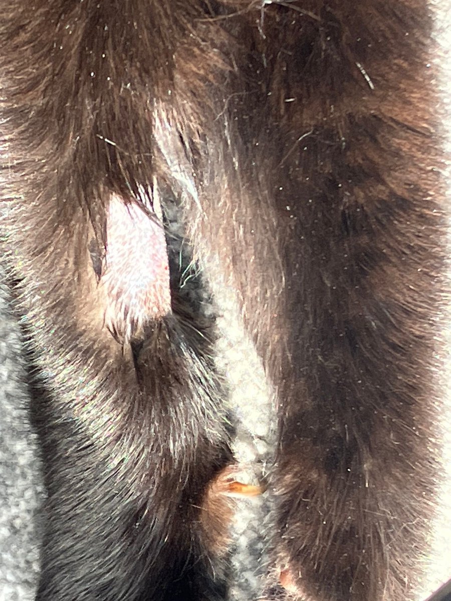 BokkeStratto's tweet photo. Any idea why you think this is acceptable treatment of an animal when all my cat was in your store for was a routine blood test!? Absolutely disgusting treatment of an animal and left him shaking and traumatised. @PetsatHome https://t.co/SlhMqjqnmd