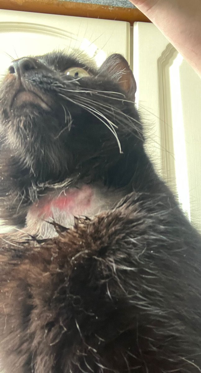 BokkeStratto's tweet photo. Any idea why you think this is acceptable treatment of an animal when all my cat was in your store for was a routine blood test!? Absolutely disgusting treatment of an animal and left him shaking and traumatised. @PetsatHome https://t.co/SlhMqjqnmd