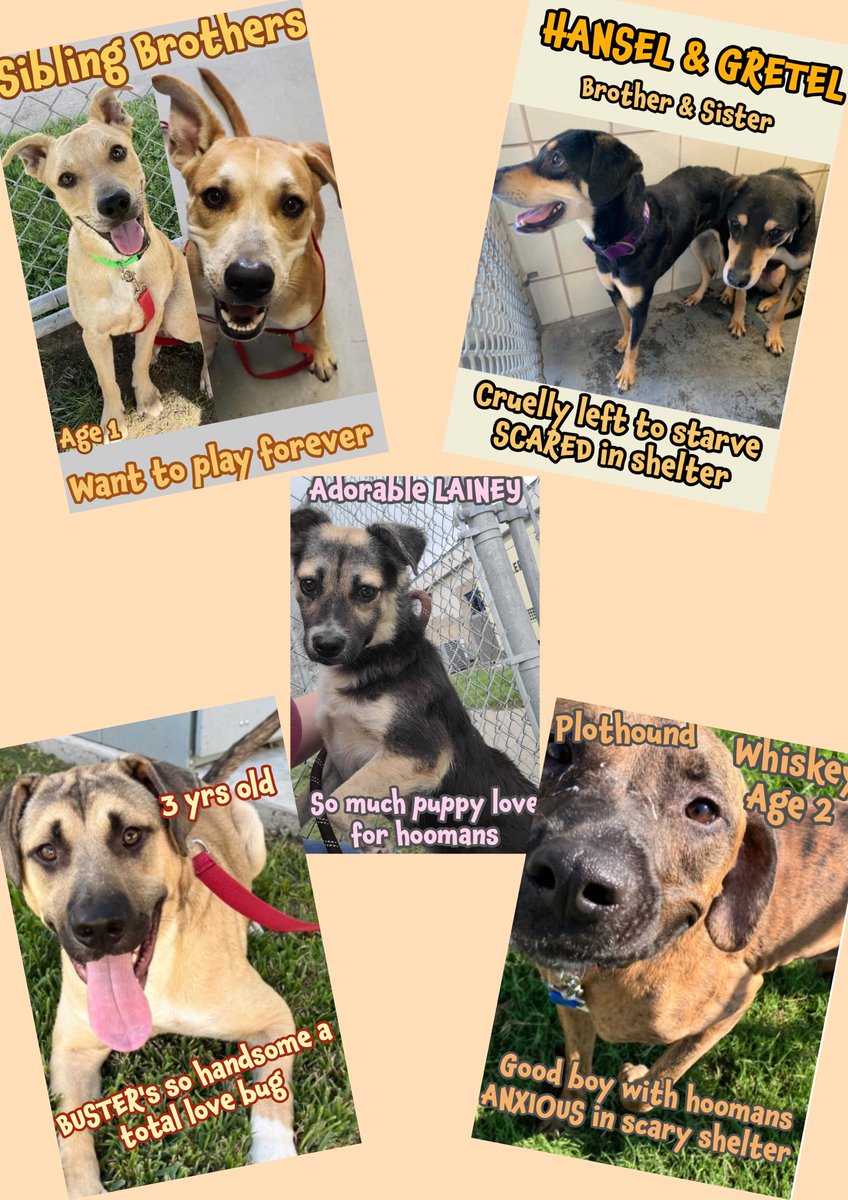 RoCoGB's tweet photo. 📣Calling all ANIPAL FRIENDS
It’s time to get to the #CorpusChristi Animal Care Shelter #TEXAS
7 dogs on DEATH ROW
🔥DIE 10/7🔥
GO get your FOREVER friend
Help #pledge4rescue
They NEED YOU!
🩵🩵Puppy Bro’s
CHEWY & DEWEY #A372150 #A372151
💙Love Bug
BUSTER #A372235
🩷🩵Bro & Sis
HANSEL & GRETEL #A372522 #A357433
🩷Baby girl LAINEY #A372210
💙Affectionate WHISKEY #A354928