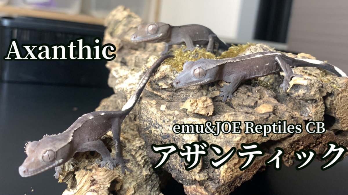 JS1200_JOE's tweet photo. YouTube更新してました。

【アザンティック】

自家繁殖で生まれてきた
クレステッドゲッコーアザンティック！

https://t.co/TMZtjf2gs8

#クレステッドゲッコー
#クレスアザンティッ
#アザンティック https://t.co/EtzTN1oEM9