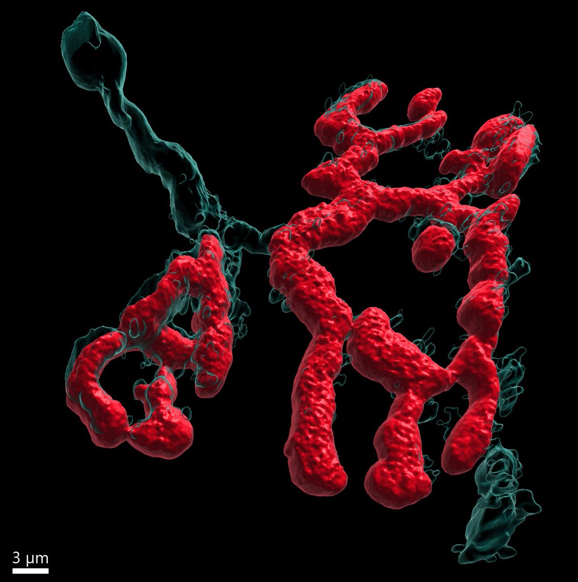 BIC (@bic_bordeaux) on Twitter photo #ImageOfTheMonth
<a href="/TJeflie/">TOURNEZY Jeflie</a> from <a href="/NCMagendie/">Neurocentre Magendie</a>, helped by M. Fernández Monreal <a href="/BIC_Bordeaux/">BIC</a> made this 3D reconstruction <a href="/ImarisSoftware/">Imaris 3D/4D Imaging</a> of a mouse extensor digitorum longus neuromuscular junction. In cyan we can see the pre-synaptic terminal and in red the post-synaptic motor plate. #ImageOfTheMonth
<a href="/TJeflie/">TOURNEZY Jeflie</a> from <a href="/NCMagendie/">Neurocentre Magendie</a>, helped by M. Fernández Monreal <a href="/BIC_Bordeaux/">BIC</a> made this 3D reconstruction <a href="/ImarisSoftware/">Imaris 3D/4D Imaging</a> of a mouse extensor digitorum longus neuromuscular junction. In cyan we can see the pre-synaptic terminal and in red the post-synaptic motor plate.