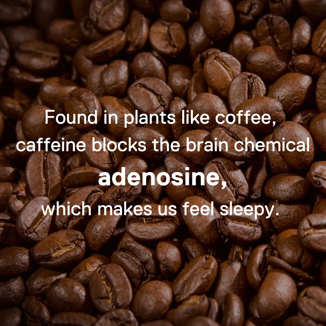 FrostScience's tweet photo. ☕ Happy #InternationalCoffeeDay! Caffeine blocks adenosine (a brain chemical which makes you sleepy), keeping you alert and focused. Enjoy a PSL this season at Food@Science but remember to fuel up with a snack-- caffeine doesn't provide energy like real food! #FrostScience https://t.co/Q9XVk8RPOf