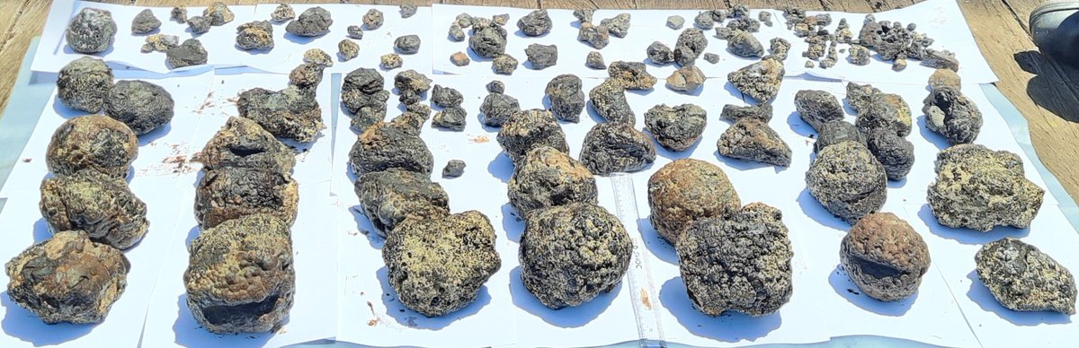 moesgoi's tweet photo. The National Institute of Ocean Technology @MoesNiot , Chennai, under Ministry of Earth Sciences, successfully conducted exploratory mining trials for polymetallic nodules (PMN) in the 🇮🇳#AndamanSea. The Geological Survey of India (@GeologyIndia) surveyed and identified these locations utilising NIOT's seabed mining machine, Varaha-3, the NIOT team collected PMN measuring 60-120 mm from a depth of 1193 m. This significant step showcases India's advancements in deep-sea resource exploration and #sustainable mining practices. 

#MoES #EarthSciences #Varaha3

@PMOIndia @OfficeofDrJS @DrJitendraSingh @ravi_moes @PIB_India @Mib_India @PIBEarthScience