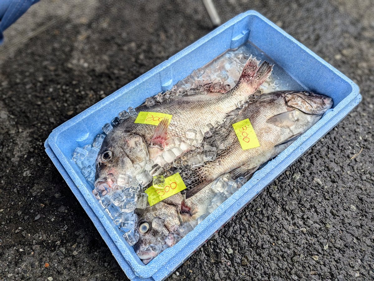 toba_furusato's tweet photo. Catch of the day by #あらしま新鮮組
現役海女さん、リカさんのお惣菜は木曜日。#あらしま朝市 は第2.4日曜です。早めに来ないとすぐ売り切れます。
#地元マーケット #鮮魚マーケット #鮮魚 #catchoftheday #今日のお魚 #menuoftheday #海女さん #手作りお惣菜 #鳥羽 #安楽島町 #とばぁば https://t.co/7JCsTWaXqC