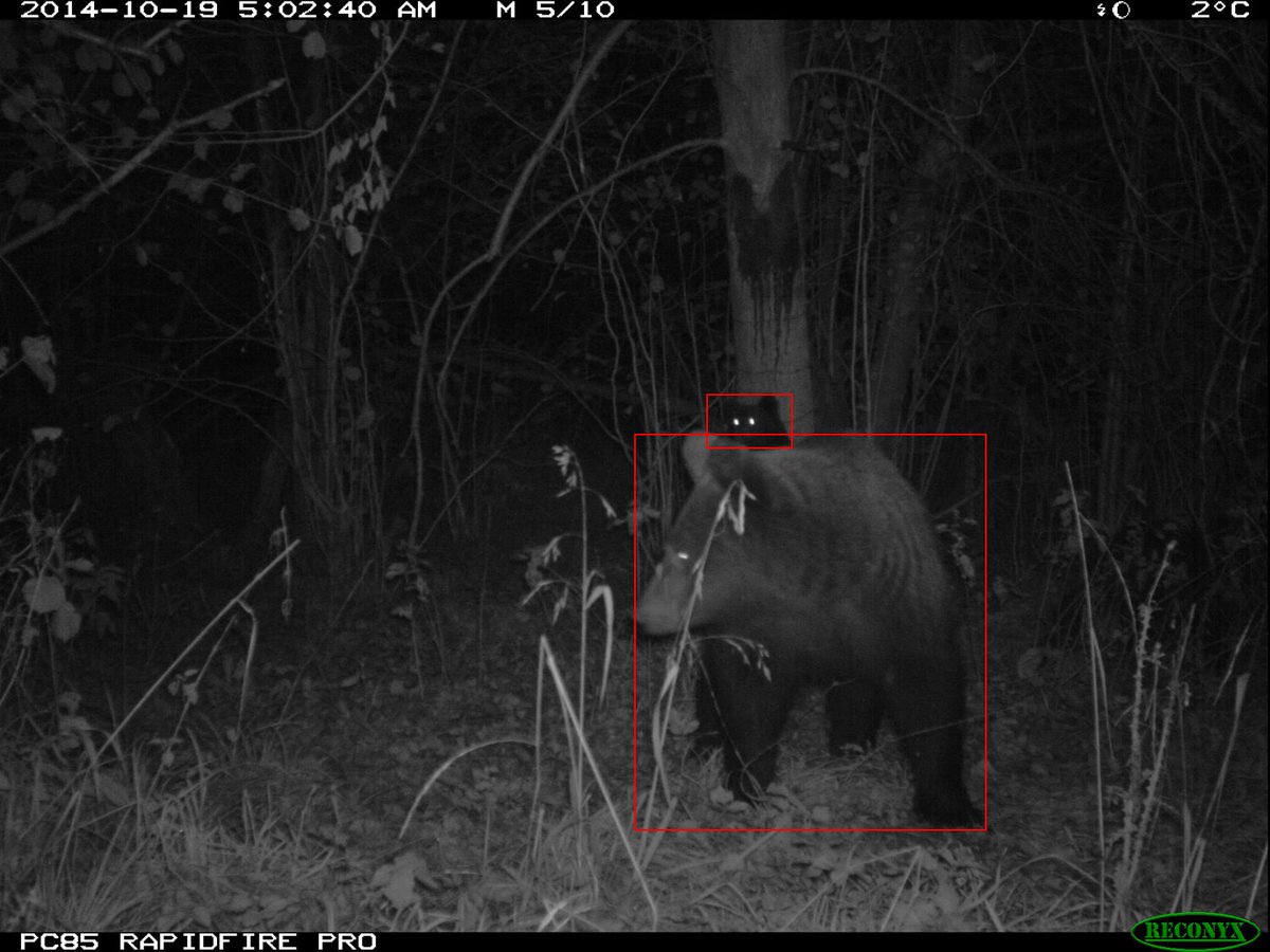 Carlos Bautista (@cbautistaleon) on Twitter photo 📢Another exciting Postdoc position to develop #AI systems for species identification and individual counting in camera-trap images. By the <a href="/BiodiversaPlus/">Biodiversa+ (European Biodiversity Partnership)</a> <a href="/WildIntproject/">WildINTEL</a> in the <a href="/CarpathianB/">CarpathianBear</a>
1st deadline: 30/10/24
More here 👇
tinyurl.com/46uymvm8
wildintel.eu/news 📢Another exciting Postdoc position to develop #AI systems for species identification and individual counting in camera-trap images. By the <a href="/BiodiversaPlus/">Biodiversa+ (European Biodiversity Partnership)</a> <a href="/WildIntproject/">WildINTEL</a> in the <a href="/CarpathianB/">CarpathianBear</a>
1st deadline: 30/10/24
More here 👇
tinyurl.com/46uymvm8
wildintel.eu/news