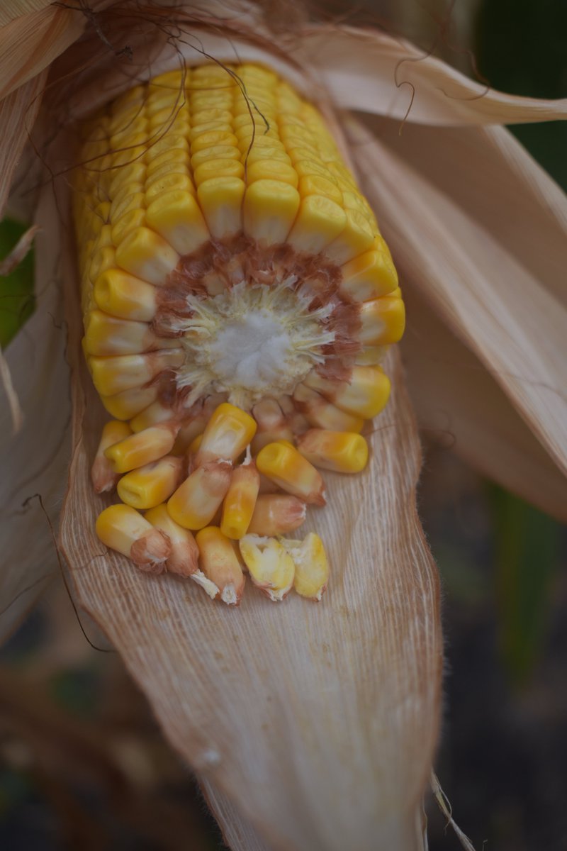 MCA_MorganCott's tweet photo. Corn dry down:
25 - 30% moisture takes about 30 GDU to drop ONE POINT.
20 - 25% moisture takes about 45 GDU to drop ONE POINT.
This cool October weather is accumulating about 7-10 GDU per day. The warmth in the sun is what we have going for us right now. https://t.co/Vs2909Re73