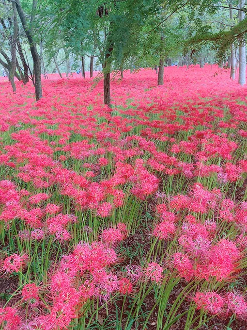 曼珠沙華よ