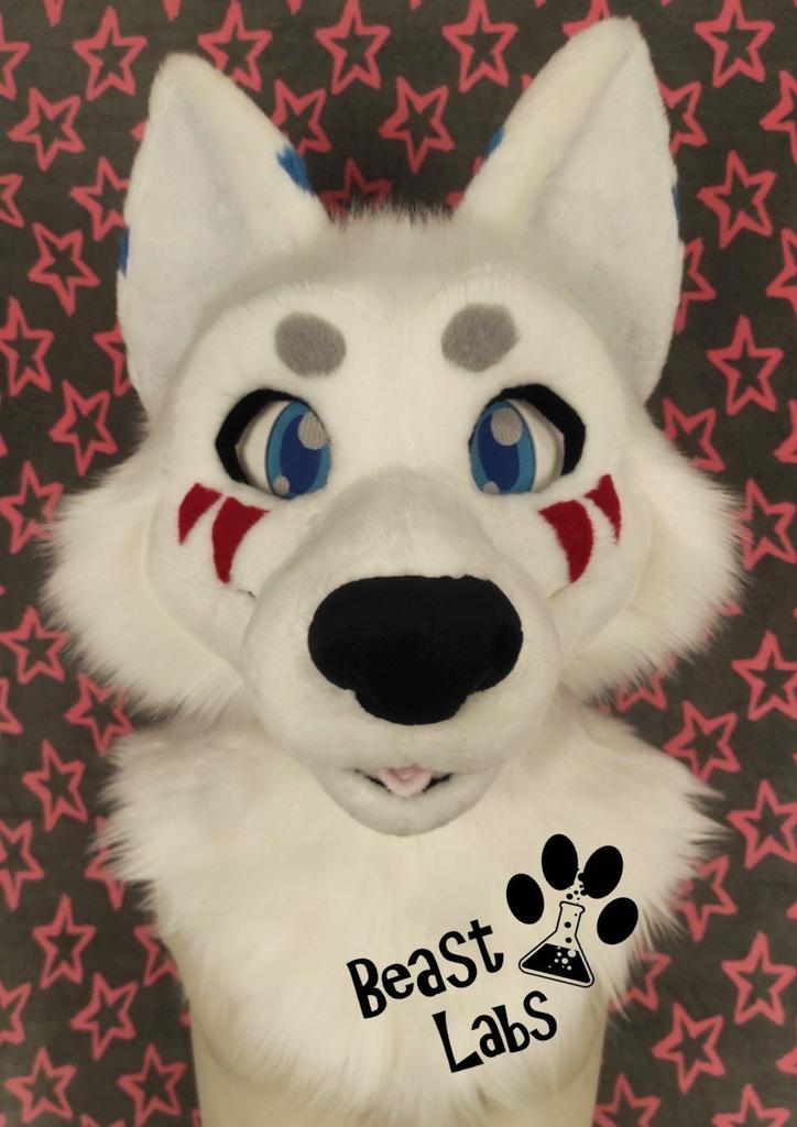 BeastLabsSuits's tweet photo. I see you guys seem to like this one 😸 
Meet Asland, the Wolf!

This will be a full fursuit soon ❤️❤️❤️ 

PIease ❤️🔃🗨️ to supp0rt our work 😸 https://t.co/kgRyM0fhB8