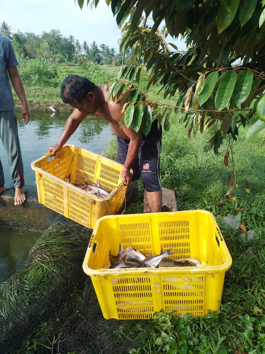 Desuneti1's tweet photo. Kamis (12/09/2024) POKDAKAN Karang Mina, Ds. Karang Binangun Kec. Belitang Madang Raya, Panen Ikan patin, 5500 Kg, Rp 17.000/kg #GiatLuhkanSatminkalBRPPUPP #BPPSDMKP #panen #luhlapor #luhkan_OKUTimur https://t.co/mprU8ZzfxA