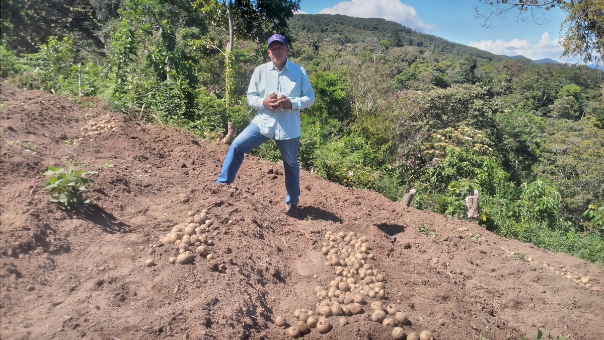 Mañana viernes 4, les esperamos en la Sierra de Falcón para compartir "SABERES Y SABORES CON LA PAPA", donde los protagonistas serán nuestros campesinos y campesinas, además asistirán profesionales del agro, estudiantes universitarios y movimientos sociales.