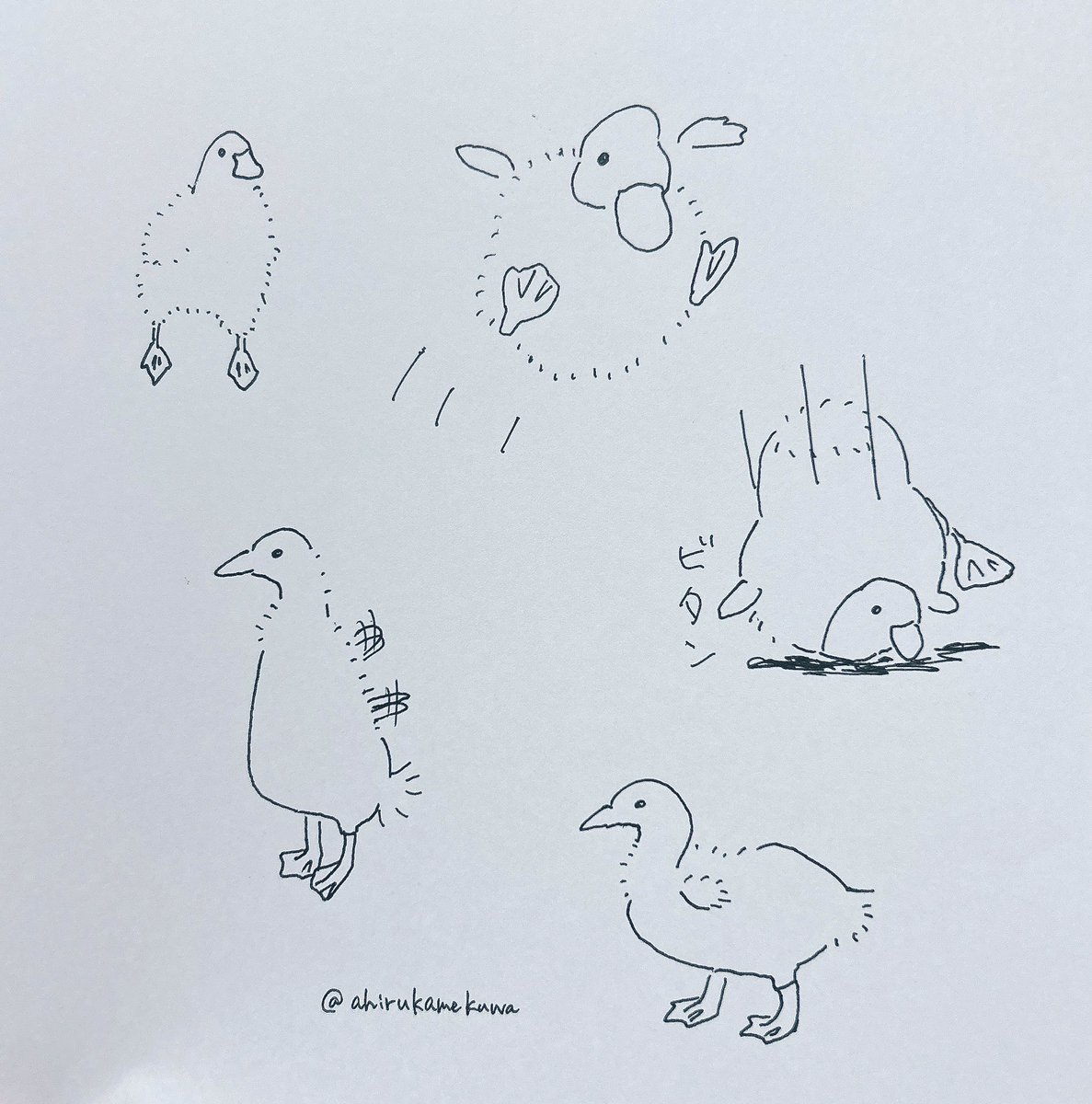 ヘタピ_いきものおえかき (@hetapidrawing) on Twitter photo 