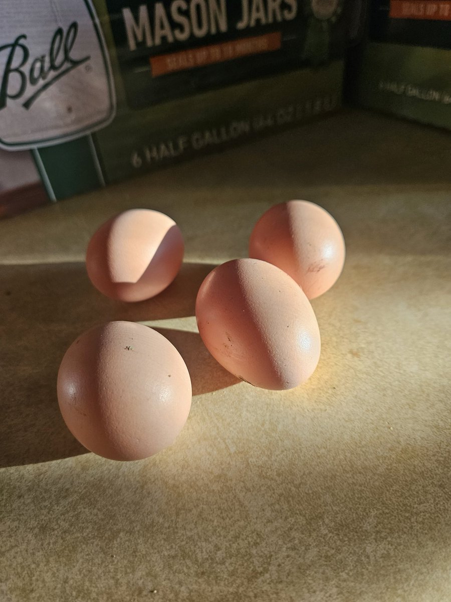 SAMOD2222's tweet photo. The beginners have begun ๐ #springchicks #homegrown https://t.co/xY5Ig5h3tE