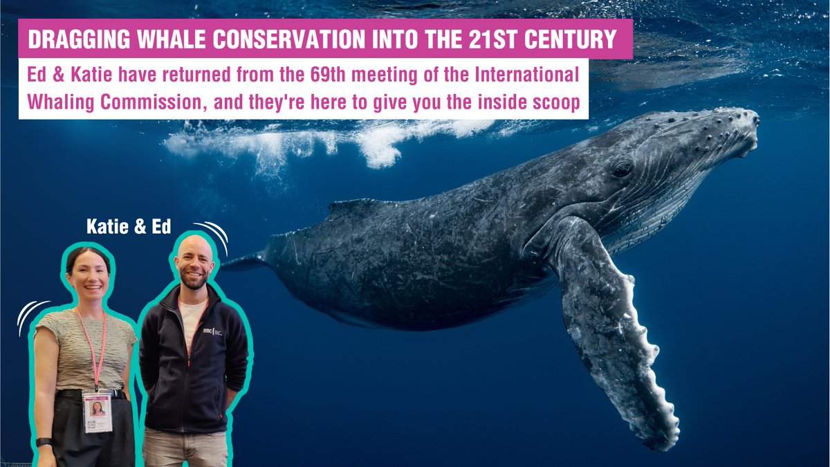 The 69th IWC meeting was pivotal for #whales. We supported the EU resolution to uphold the ban on commercial whaling, and we showed government delegates the shocking brutality of whaling operations. Curious about what really went on? <a href="/edgoodall/">Ed Goodall</a> gives you the inside scoop here: