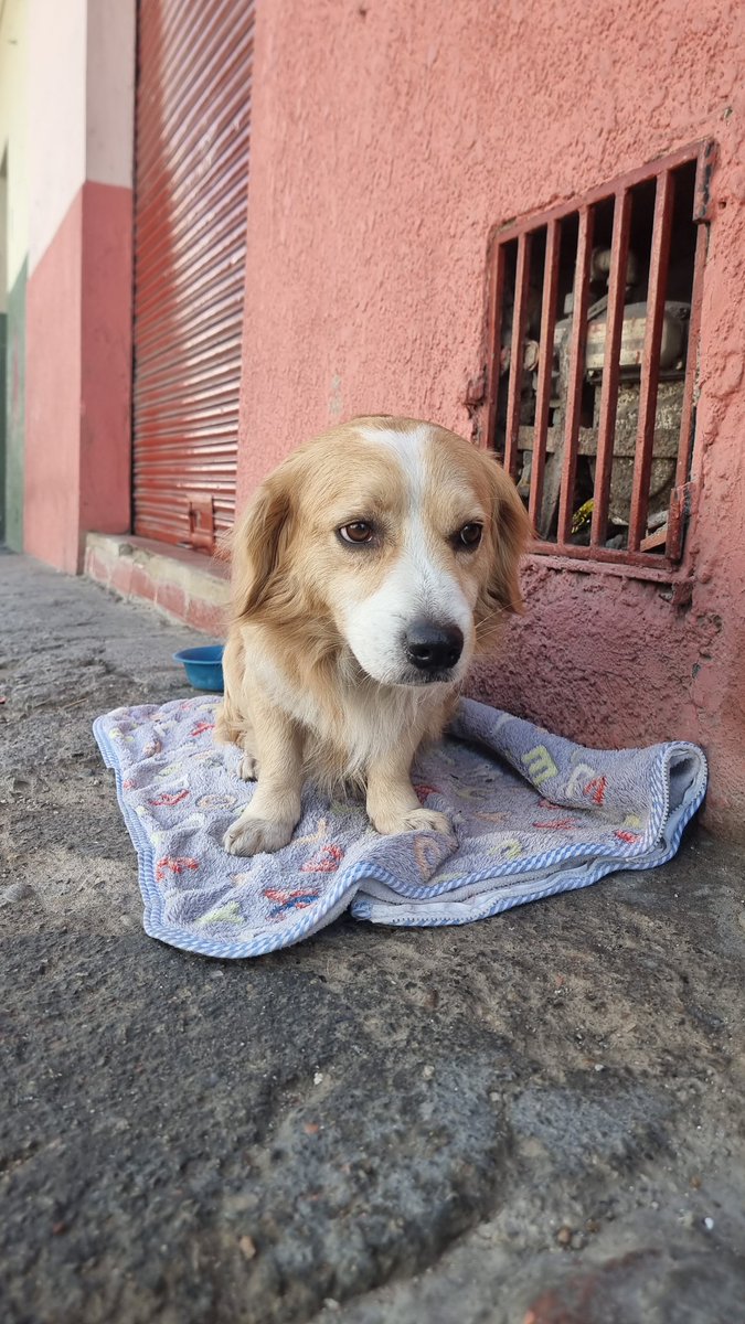Fabien Mantilla-Sylvain (@mantillasylvain) on Twitter photo Hola a todos! Este perrito desde hace dos noches está en la calle 1era #8va-14, Las Cruces, Bogotá. En la cuadra lo están cuidando con los medios que pueden. No tiene collar. Me ayudan a difundir para que <a href="/AnimalesBOG/">Protección Animal Bogotá</a> nos ayude, por favor! Hola a todos! Este perrito desde hace dos noches está en la calle 1era #8va-14, Las Cruces, Bogotá. En la cuadra lo están cuidando con los medios que pueden. No tiene collar. Me ayudan a difundir para que <a href="/AnimalesBOG/">Protección Animal Bogotá</a> nos ayude, por favor!
