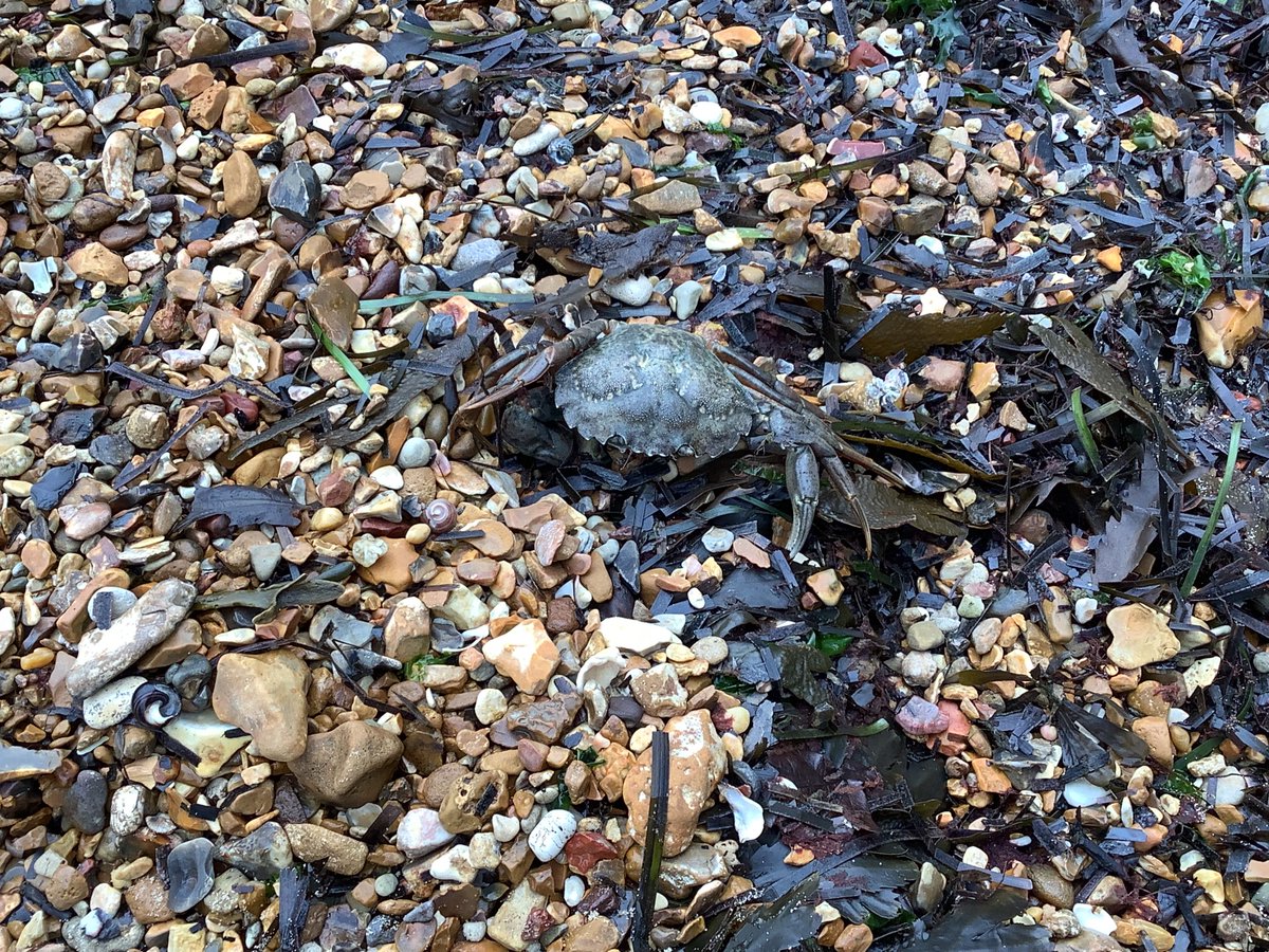 Went to the beach this morning. We found more Isle of Wight blue, built sand castles and even saw a crab!