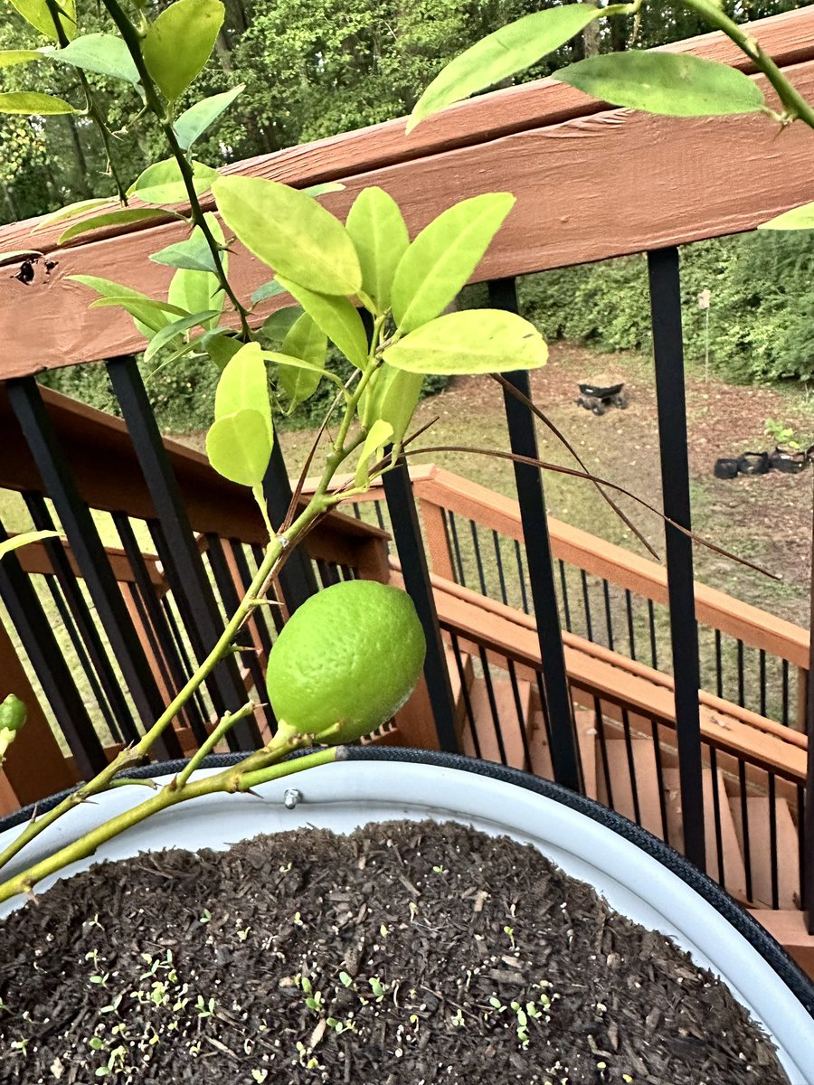 Dis is my baby lime!! I check on it every morning. I luv my lime.  - Love Buzzie ❤️