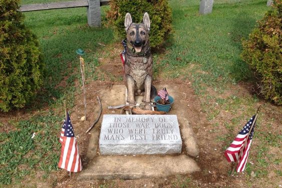 IN MEMORY OL THIOSE WAR DOGS WHO WERE TRULY MAN'S BEST FRIEND 😢
