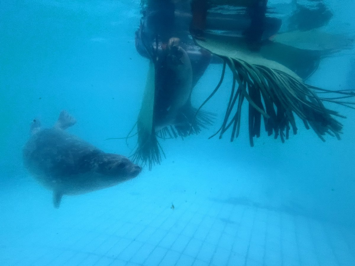 renapoly_93's tweet image. The #SealWash is one of our enrichments ideated by one of our volunteers. It is made with recycled materials (fire hoses, carwash brushes and PVC tubes) and it mimics the natural movement of algae in the water. 

#アザラシ幼稚園 #sealslive @Zeehondencreche