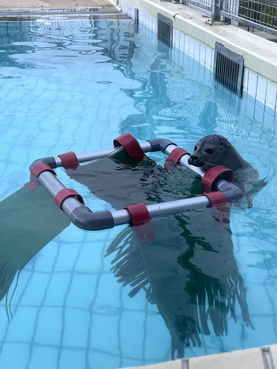 renapoly_93's tweet image. The #SealWash is one of our enrichments ideated by one of our volunteers. It is made with recycled materials (fire hoses, carwash brushes and PVC tubes) and it mimics the natural movement of algae in the water. 

#アザラシ幼稚園 #sealslive @Zeehondencreche