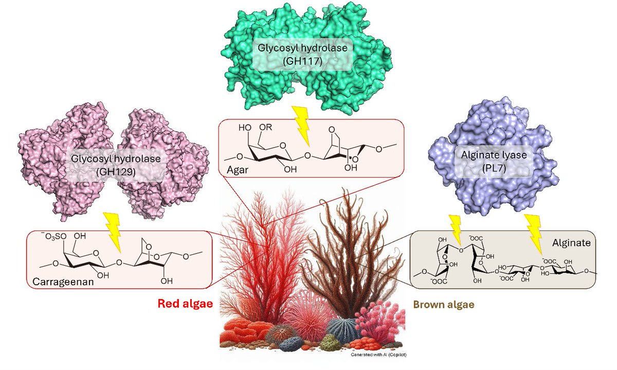💡 A new RES Success Story about algae and enzymes💡

📋"Exploring complex mechanisms of enzymes involved in algae degradation" led by <a href="/CRovira_Bcelona/">Carme Rovira</a> from <a href="/icreacommunity/">ICREA Community</a> 

🖥️#MareNostrum5 <a href="/BSC_CNS/">BSC-CNS</a> 

#REStories #ICTSNews <a href="/icuxart/">Irene Cuxart</a> 

👉Full story: linkedin.com/feed/update/ur…