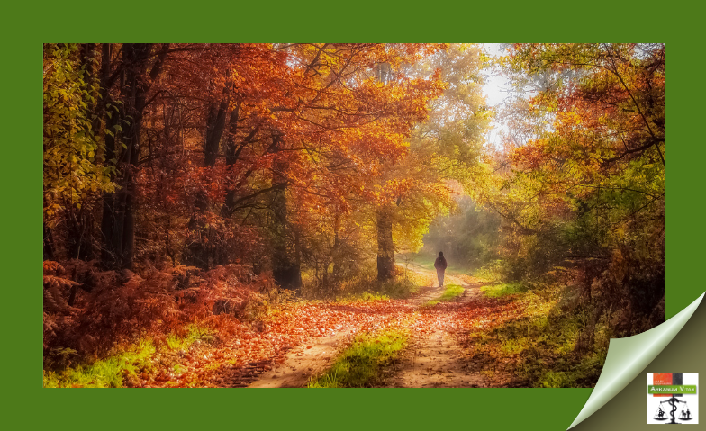 Strategien zur mentalen Stärkung in unserem nächsten Coaching-Webinar. #MentaleStärke #Coaching