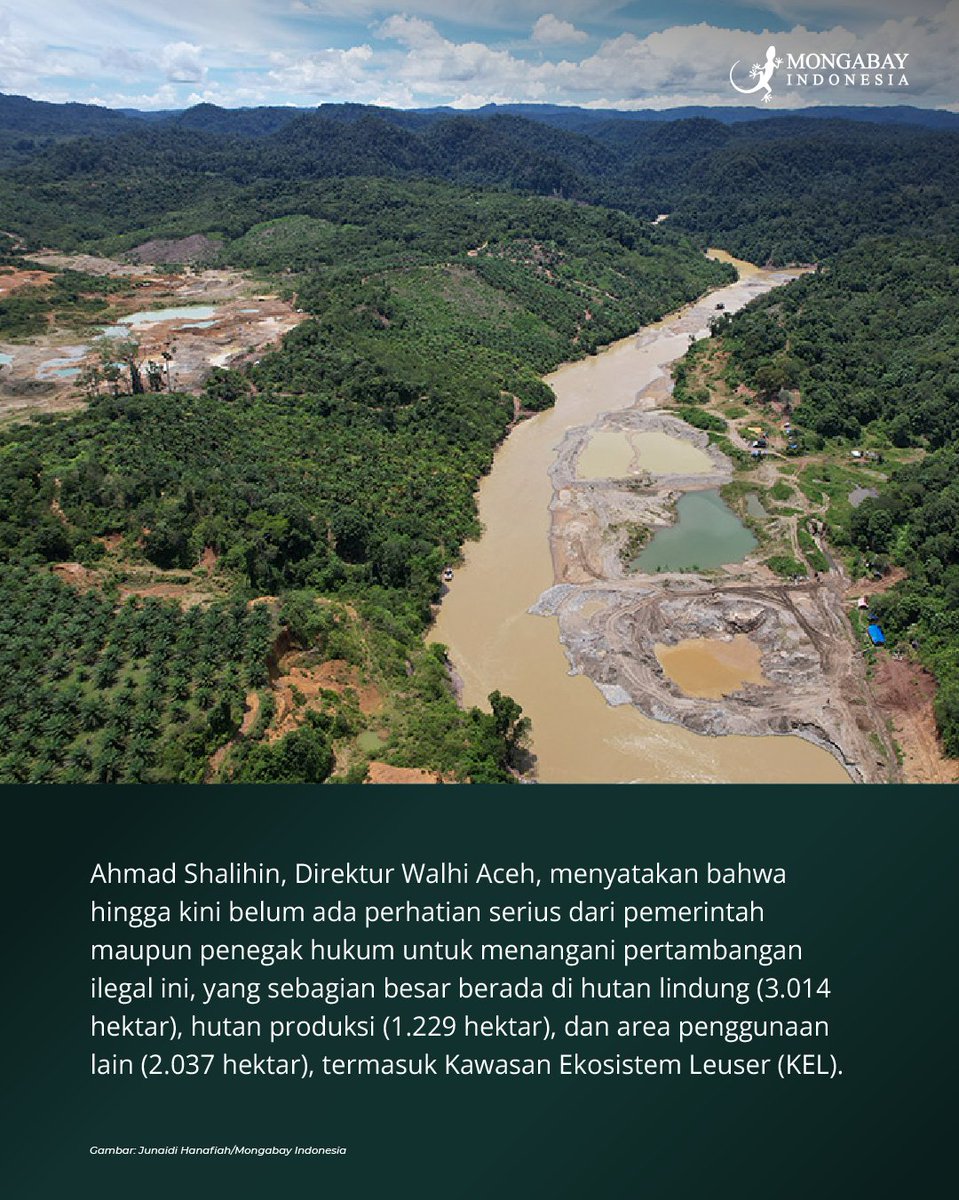 MongabayID's tweet photo. Data Wahana Lingkungan Hidup Indonesia (Walhi) Aceh menunjukkan bahwa luas pertambangan emas ilegal di seluruh Aceh mencapai 6.805 hektar, dengan persebaran terbesar di Kabupaten Aceh Barat (3.300 hektar), diikuti Nagan Raya (2.345 hektar), Pidie (752 hektar), dan beberapa wilayah lainnya. Ahmad Shalihin, Direktur Walhi Aceh, menyatakan bahwa hingga kini belum ada perhatian serius dari pemerintah maupun penegak hukum untuk menangani aktivitas ini, yang sebagian besar berlangsung di hutan lindung, hutan produksi, dan area penggunaan lain, termasuk Kawasan Ekosistem Leuser (KEL). Aktivitas ini juga telah merusak daerah aliran sungai (DAS) yang menjadi sumber air bersih dan mendukung pertanian masyarakat.

Pertambangan emas ilegal di Aceh awalnya dimulai di Gunong Ujeun, Kabupaten Aceh Jaya, dan kemudian menyebar ke wilayah lain seperti Pidie, Aceh Selatan, dan Nagan Raya. Penambang menggali sumur dengan kedalaman 20-30 meter, lalu melanjutkan penggalian secara horizontal mengikuti batuan yang mengandung emas. Untuk memisahkan emas dari batu, digunakan mesin gelondongan, merkuri, atau sianida, yang merusak lingkungan sekitar. Sebagian besar pekerja tambang didatangkan dari Jawa dan Kalimantan, dengan biaya perjalanan dan makan ditanggung pemodal.  

Selengkapnya: 
https://t.co/CpKi8vCL8w