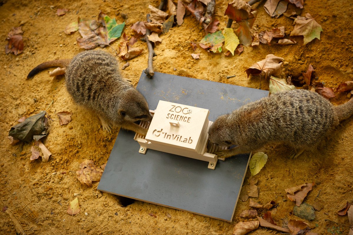 “Kunnen stokstaartjes echt zo goed samenwerken?” Die vraag is de hoeksteen van een nieuw wetenschappelijk onderzoek in @zooantwerpen. Werken ze effectief samen om allebei een beloning te krijgen? Lees er alles over op ZOOscience.be!