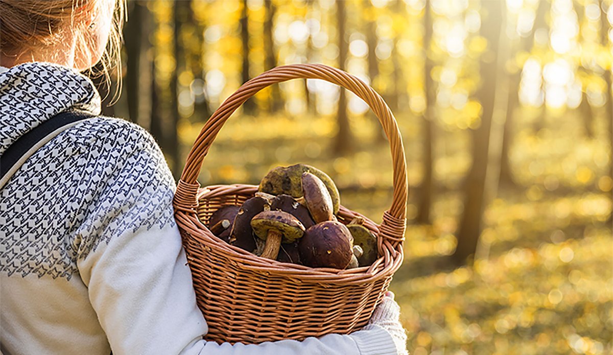 Attention lors de la cueillette des champignons ! 🍄
Plus de 400 cas d'intoxications ont été recensés depuis juillet 2024.

Retrouvez nos conseils 👇
swll.to/fEbIKn