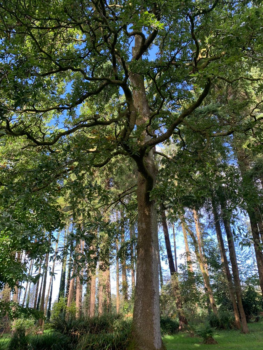 Irish Tree Explorers Network (@iten_ucc) on Twitter photo Celebrate SPAR Tree Day 2024 with us! We're sharing images from our recent site visits across Ireland to highlight the expanding ITEN living collections network. We hope you enjoy the beauty of our trees! #Treeday2024
<a href="/Researchirel/">Research Ireland</a> <a href="/coilltenews/">Coillte</a> <a href="/opwireland/">Office of Public Works</a> <a href="/UccTrees/">UCC Arboretum</a> Celebrate SPAR Tree Day 2024 with us! We're sharing images from our recent site visits across Ireland to highlight the expanding ITEN living collections network. We hope you enjoy the beauty of our trees! #Treeday2024
<a href="/Researchirel/">Research Ireland</a> <a href="/coilltenews/">Coillte</a> <a href="/opwireland/">Office of Public Works</a> <a href="/UccTrees/">UCC Arboretum</a>
