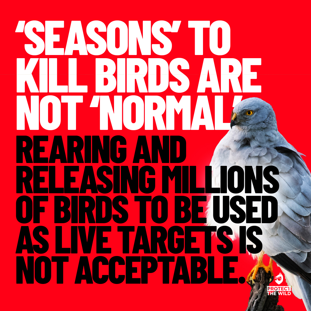 ‘RT’ if you agree and you’re against the shooting of birds for so-called ‘sport’
