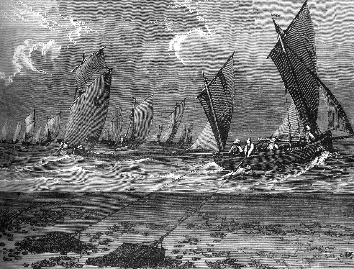 ruththurstan's tweet image. 'Read all about it!' NEW paper from an international, interdisciplinary team in @naturesustainab reveals the vast extent of past European native oyster reef ecosystems nature.com/articles/s4189… @NORA_Europe @ConvexSeascape @ERC_Research @ExeterMarine #openaccess #historicalecology