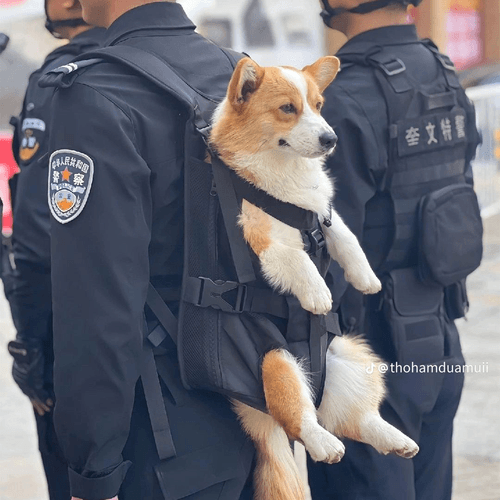 Fu Zai 負載 tweet media