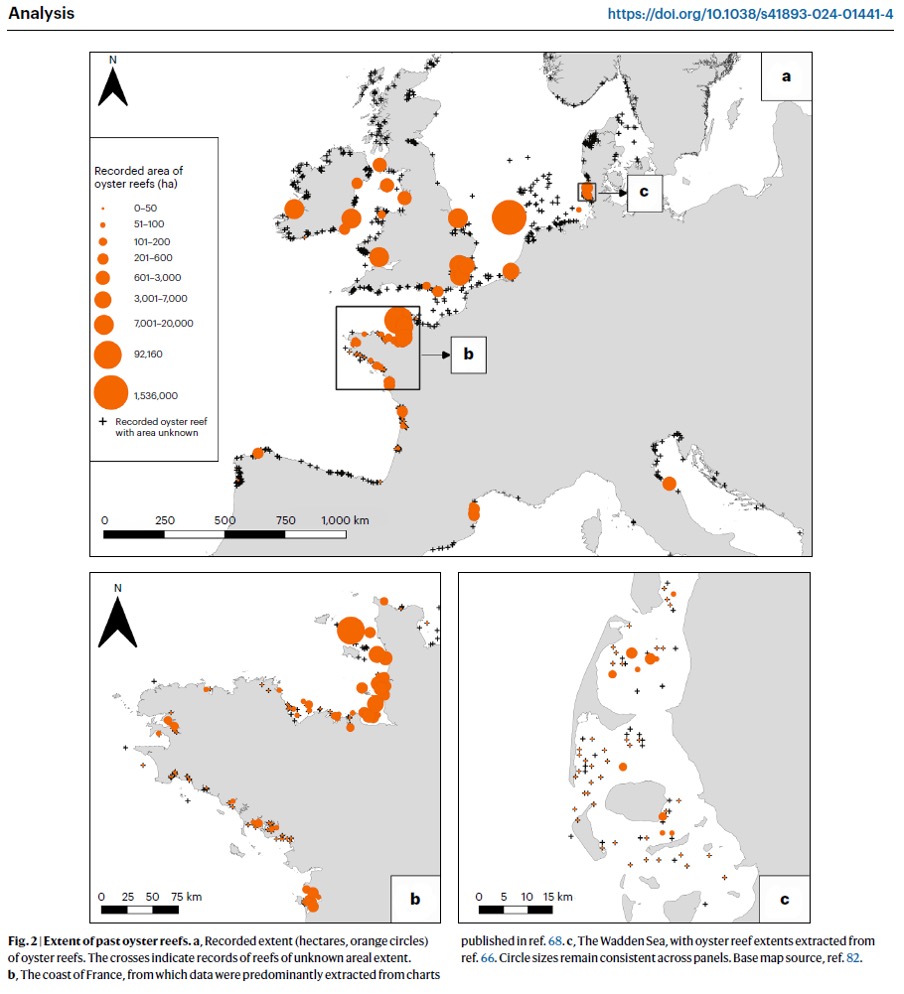 Ruth Thurstan (@ruththurstan) on Twitter photo 'Read all about it!' NEW paper from an international, interdisciplinary team in <a href="/naturesustainab/">NatureSustainability</a> reveals the vast extent of past European native oyster reef ecosystems nature.com/articles/s4189… <a href="/NORA_Europe/">NORA_Europe</a> <a href="/ConvexSeascape/">Convex Seascape Survey</a> <a href="/ERC_Research/">European Research Council (ERC)</a> @ExeterMarine #openaccess #historicalecology 'Read all about it!' NEW paper from an international, interdisciplinary team in <a href="/naturesustainab/">NatureSustainability</a> reveals the vast extent of past European native oyster reef ecosystems nature.com/articles/s4189… <a href="/NORA_Europe/">NORA_Europe</a> <a href="/ConvexSeascape/">Convex Seascape Survey</a> <a href="/ERC_Research/">European Research Council (ERC)</a> @ExeterMarine #openaccess #historicalecology