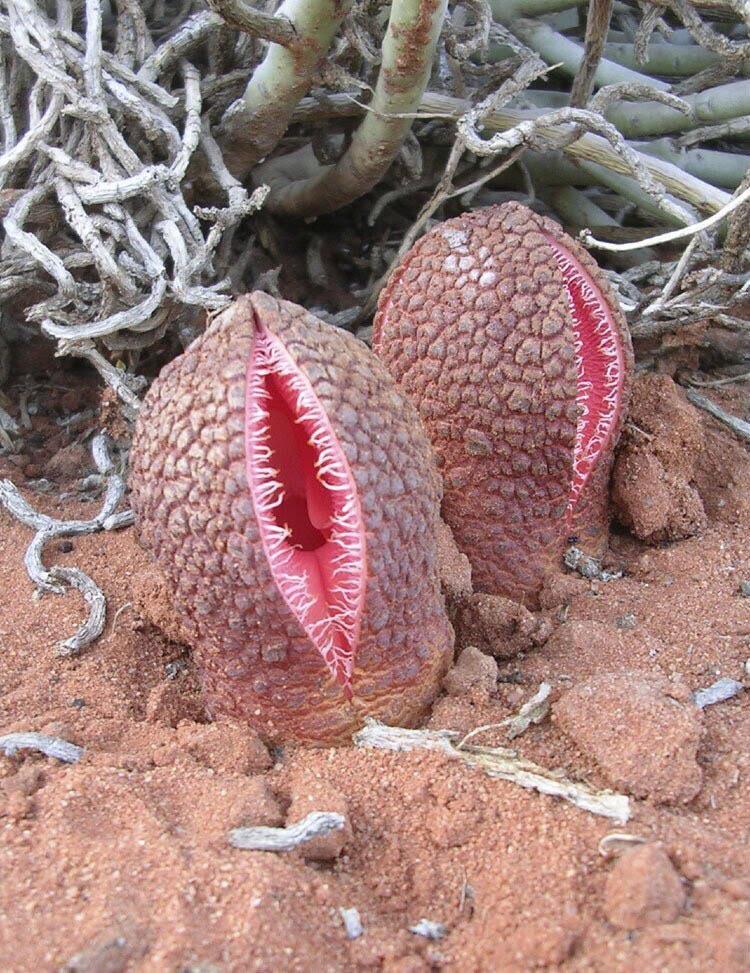 Zurmat's tweet photo. Hydnora Africana is a plant with an unusual flower,  3 fleshy lobes are fused into one, emitting a foul odour to attract its main pollinators dung beetles and carrion beetles which it traps inside to ensure pollen is picked up. https://t.co/HVmlDjQfEN