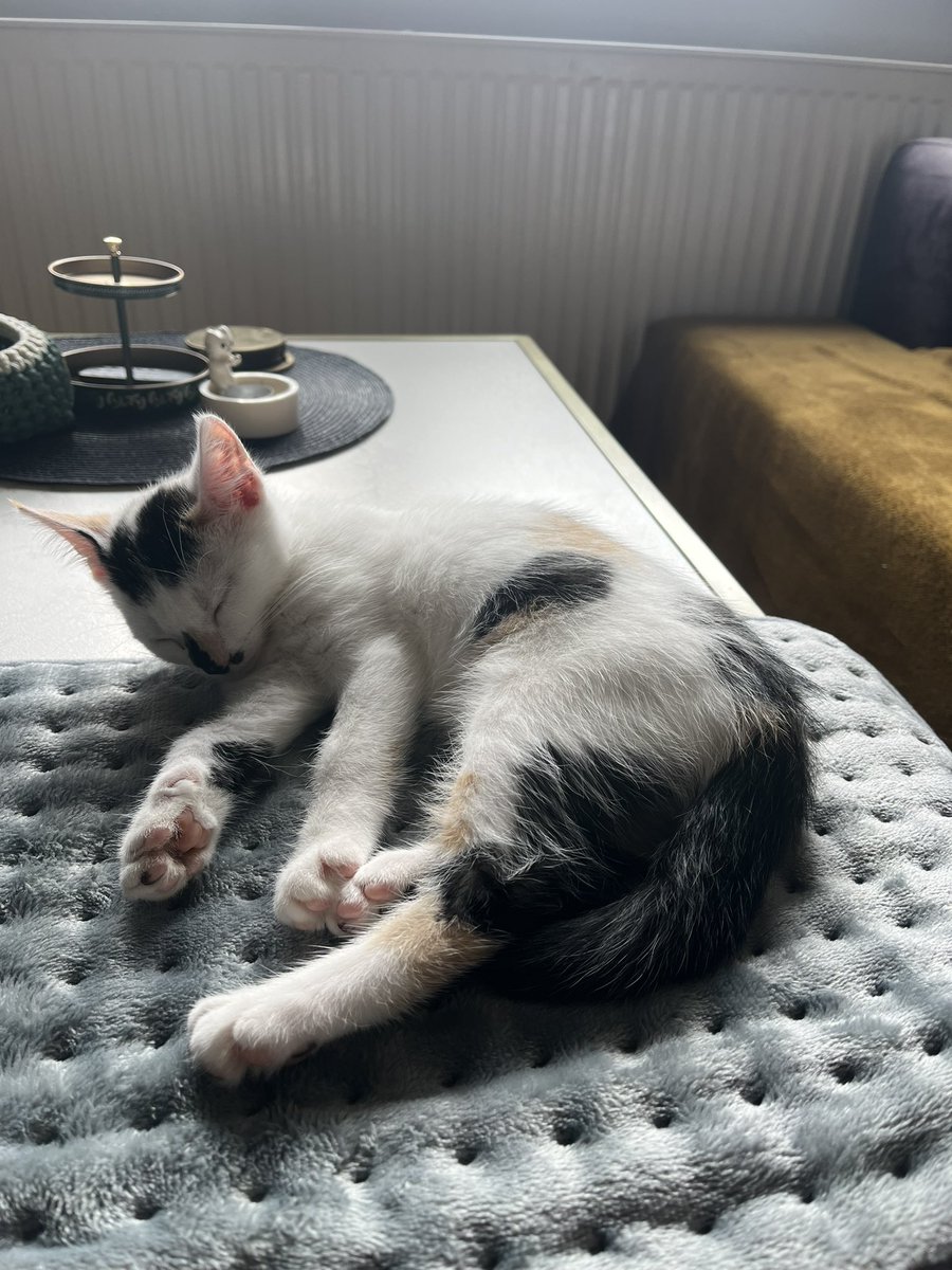 rtemls's tweet image. pfotis