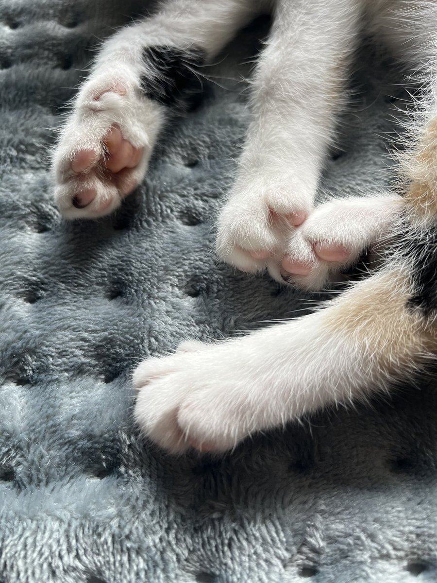 rtemls's tweet image. pfotis