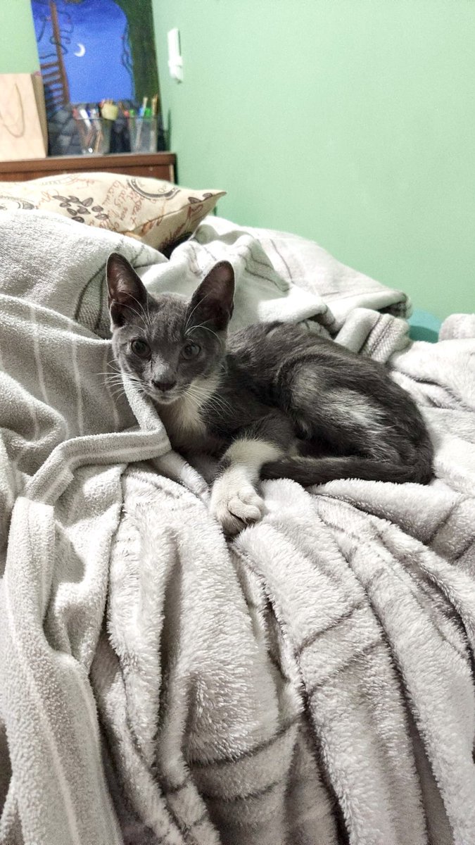 ¡BUSCA FAMILIA!

Gatito encontrado en RONDA DEL SUR. Tiene unos tres meses, es muy bueno.
Se busca ADOPCIÓN URGENTE.
Si quieres más información, darle un hogar o sabes de quien pueda dárselo, escribe a <a href="/alber4ever_/">Alber de las Nubes</a>