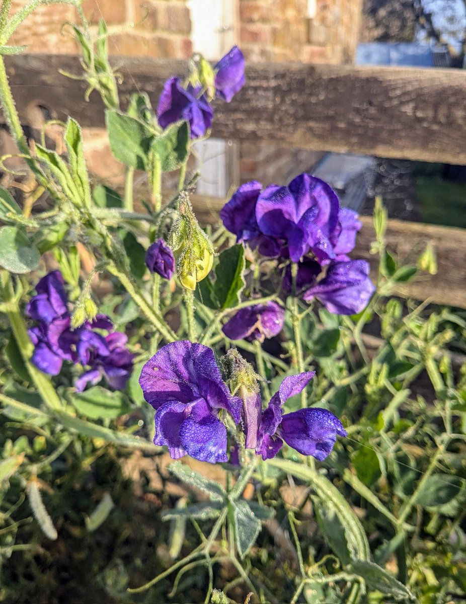 PepperKitching's tweet photo. Beautiful morning 🌞 https://t.co/ndbYubucak
