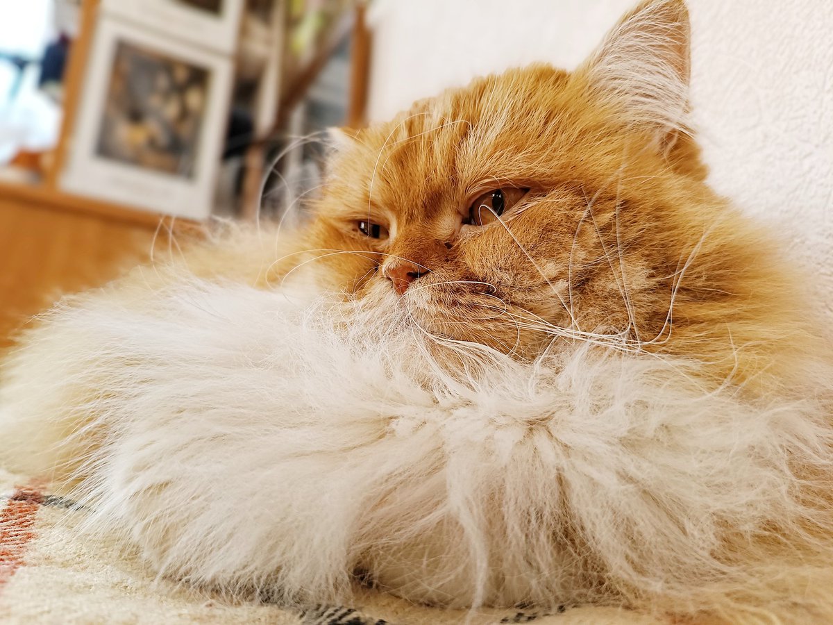 Коточетверговое