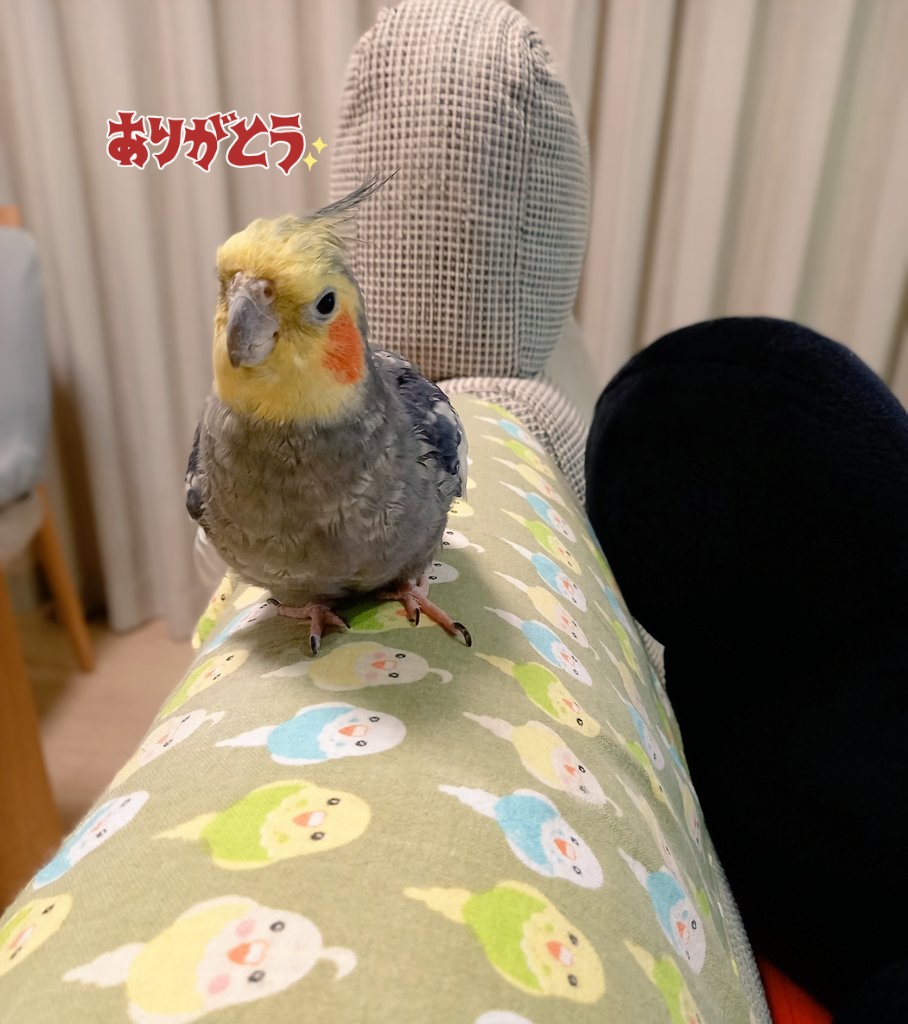 ボクの19さい、みんなにとってもよろこんでもらえてうれしかったです！たくさんおめでとういってもらったからそらおくん、がトレンドにもなって、すごくうれしかった～！おねえちゃんもおにいちゃんもかんげきしてました。みんなほんとうにありがとう！