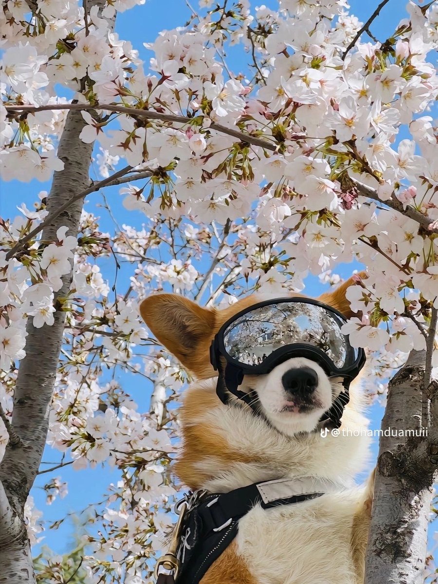 Cute ✅
Keeping the streets safe ✅