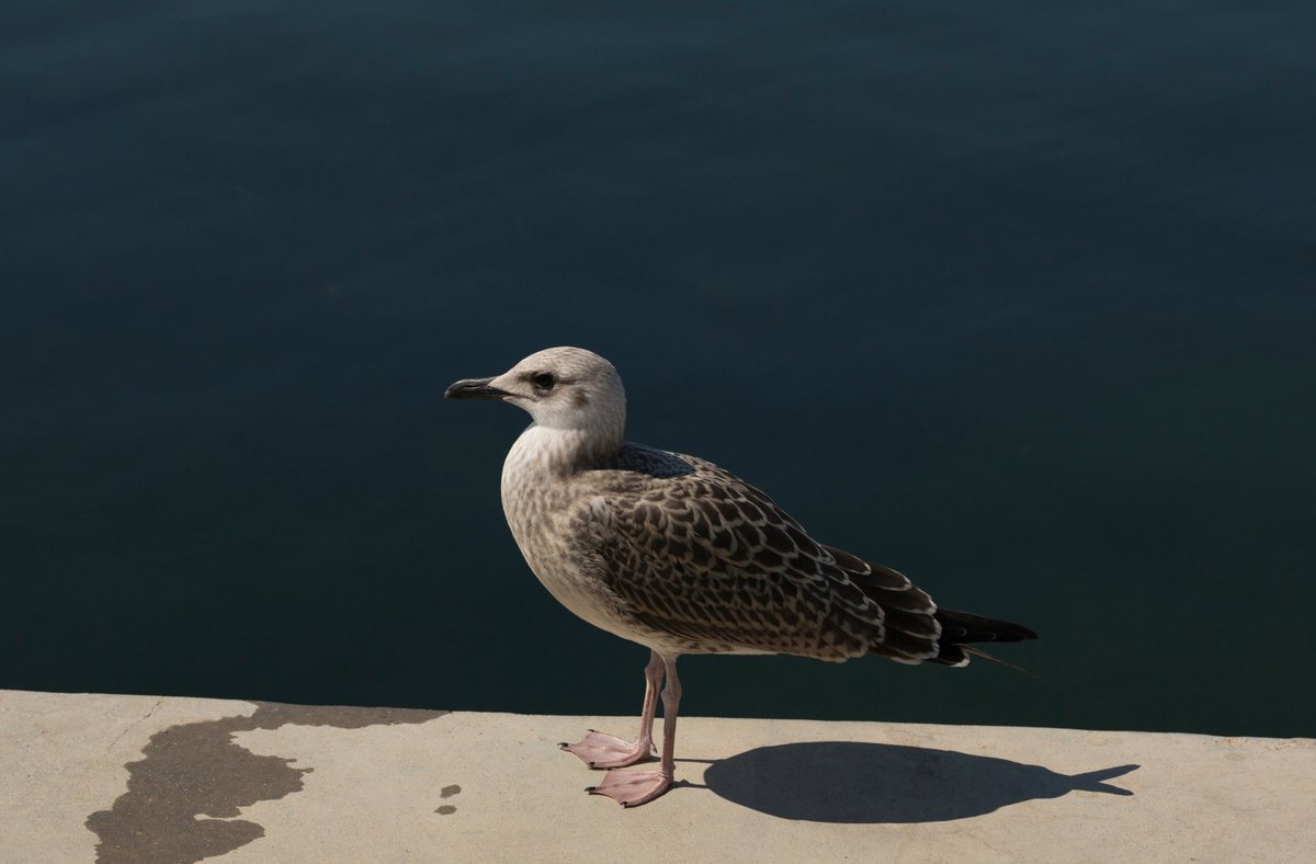 📣 🐔Just published | New quarterly monitoring report on #AvianFlu: the situation in poultry &amp; wild birds has eased over the summer ☀️

However, there’s been a resurgence in seabirds along European coasts.  

Find out more → europa.eu/!VBCmch 

#EURL